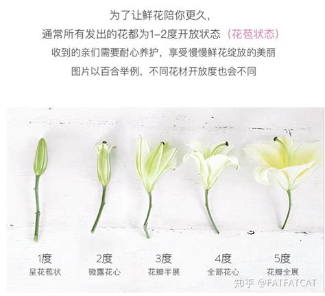 百合花花瓶高度|百合养护方法